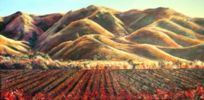 Hawke's bay Hills by Sue Graham